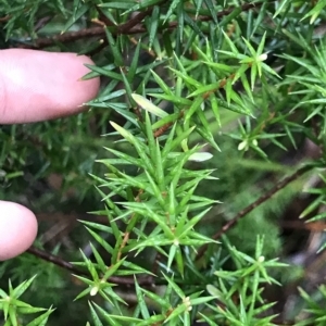 Leptecophylla oxycedrus at Cape Pillar, TAS - 11 Apr 2023