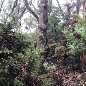 Leptecophylla oxycedrus at Cape Pillar, TAS - 11 Apr 2023