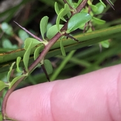 Bursaria spinosa at Cape Pillar, TAS - 11 Apr 2023