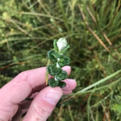 Pimelea nivea (Round-leaf Rice-Flower) at Cape Pillar, TAS - 11 Apr 2023 by MattFox