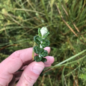 Pimelea nivea at Cape Pillar, TAS - 11 Apr 2023