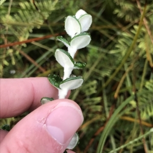 Pimelea nivea at Cape Pillar, TAS - 11 Apr 2023