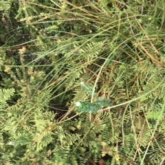 Pimelea nivea at Cape Pillar, TAS - 11 Apr 2023 12:03 PM