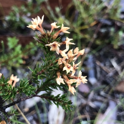 Unverified Other Shrub at Tasman National Park - 11 Apr 2023 by MattFox