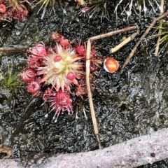 Drosera pygmaea (Tiny Sundew) at Cape Pillar, TAS - 11 Apr 2023 by MattFox