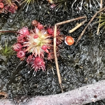 Drosera pygmaea (Tiny Sundew) at Tasman National Park - 11 Apr 2023 by MattFox