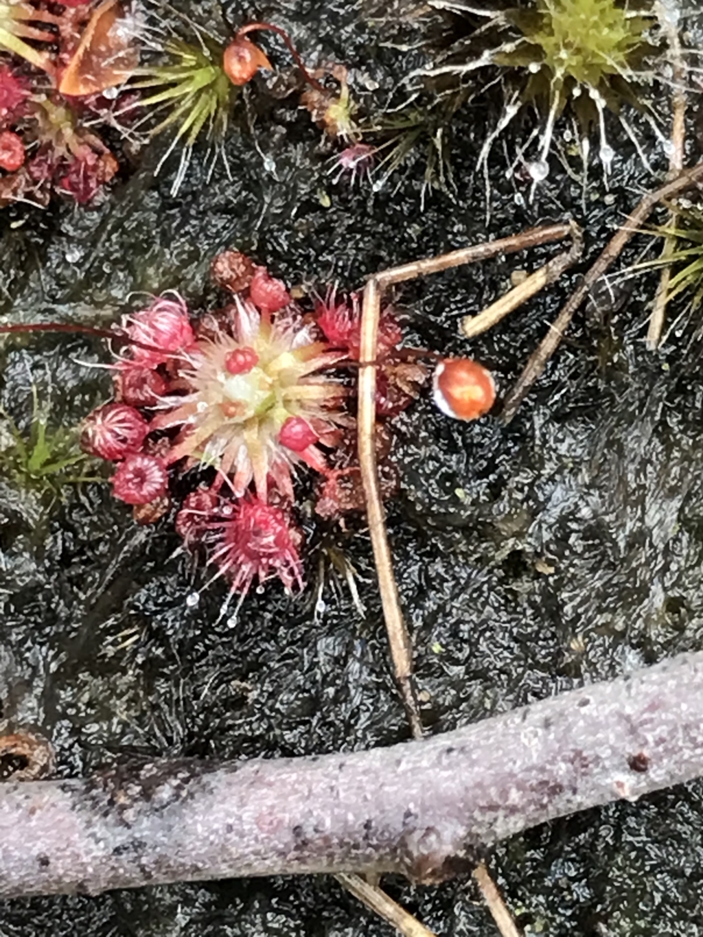 Drosera pygmaea at Cape Pillar, TAS - 11 Apr 2023