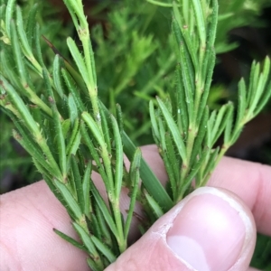 Tetratheca pilosa subsp. pilosa at Tasman National Park - 11 Apr 2023 11:47 AM