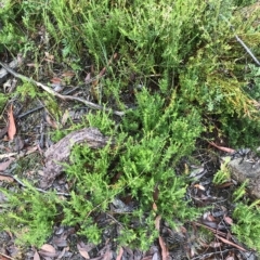 Tetratheca pilosa subsp. pilosa at Tasman National Park - 11 Apr 2023 11:47 AM
