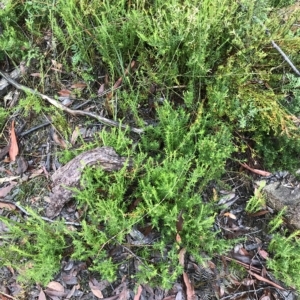 Tetratheca pilosa subsp. pilosa at Tasman National Park - 11 Apr 2023 11:47 AM