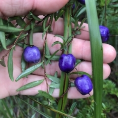 Billardiera longiflora (Purple Apple-Berry) at Tasman National Park - 11 Apr 2023 by MattFox