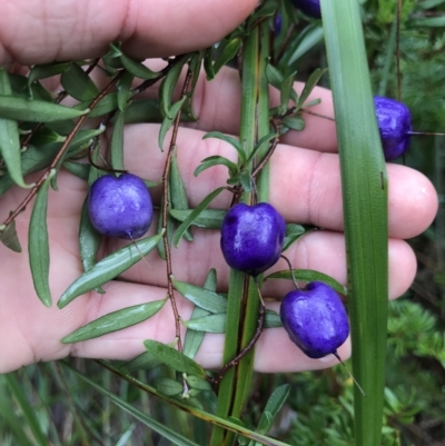 Billardiera longiflora (Purple Apple-Berry) at Cape Pillar, TAS - 11 Apr 2023 by MattFox