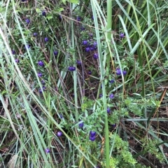 Billardiera longiflora at Cape Pillar, TAS - 11 Apr 2023