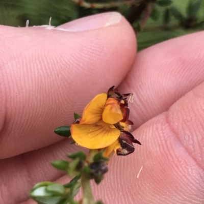 Unidentified Pea at Cape Pillar, TAS - 11 Apr 2023 by MattFox