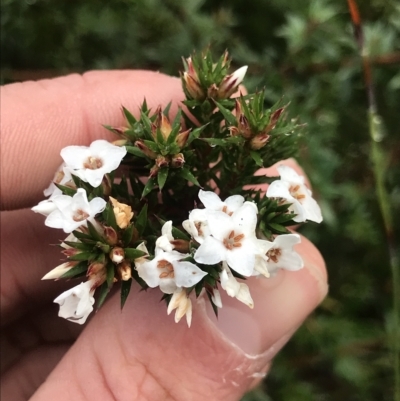 Epacris sp. at Cape Pillar, TAS - 11 Apr 2023 by MattFox