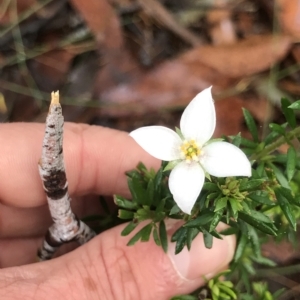 Boronia pilosa at Tasman National Park - 11 Apr 2023