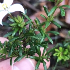 Boronia pilosa at Tasman National Park - 11 Apr 2023