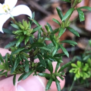 Boronia pilosa at Tasman National Park - 11 Apr 2023