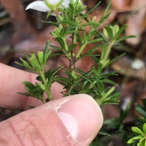 Boronia pilosa at Tasman National Park - 11 Apr 2023