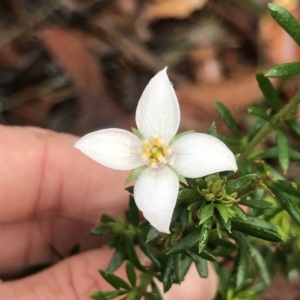 Boronia pilosa at Tasman National Park - 11 Apr 2023