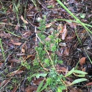 Boronia pilosa at Tasman National Park - 11 Apr 2023 11:24 AM