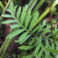 Lomatia ilicifolia (Holly Lomatia) at Cape Pillar, TAS - 10 Apr 2023 by MattFox