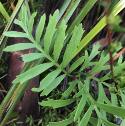 Lomatia ilicifolia (Holly Lomatia) at Tasman National Park - 11 Apr 2023 by MattFox