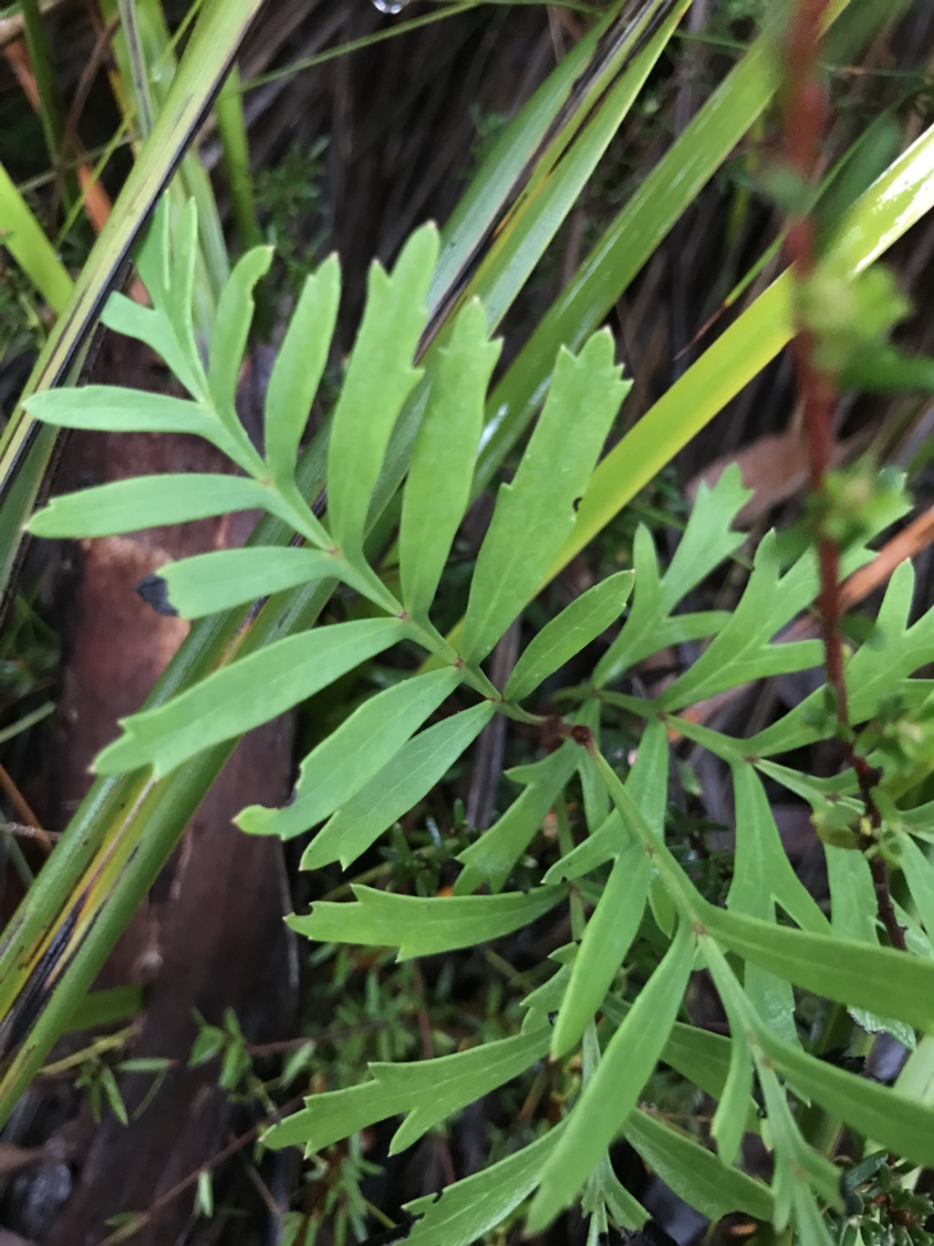 Lomatia ilicifolia at Cape Pillar, TAS - 11 Apr 2023