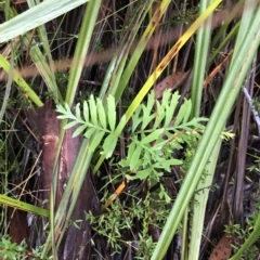 Lomatia ilicifolia at Cape Pillar, TAS - 11 Apr 2023
