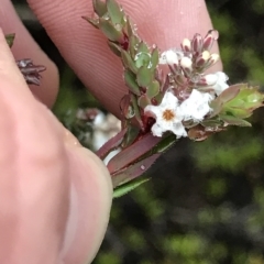 Leucopogon sp. at Tasman National Park - 11 Apr 2023 by MattFox
