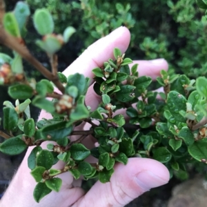 Spyridium obovatum at Cape Pillar, TAS - 11 Apr 2023