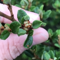 Spyridium obovatum at Cape Pillar, TAS - 11 Apr 2023