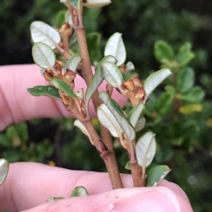 Spyridium obovatum at Cape Pillar, TAS - 11 Apr 2023