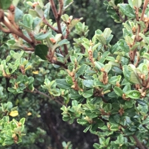 Spyridium obovatum at Cape Pillar, TAS - 11 Apr 2023