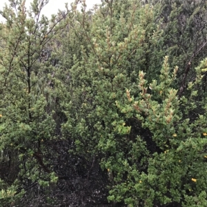 Spyridium obovatum at Cape Pillar, TAS - 11 Apr 2023