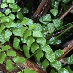 Asplenium flabellifolium (Necklace Fern) at Cape Pillar, TAS - 10 Apr 2023 by MattFox