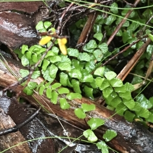 Asplenium flabellifolium at Cape Pillar, TAS - 11 Apr 2023