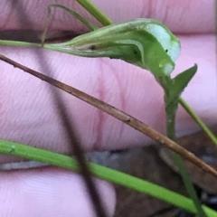 Pterostylis pedoglossa (Prawn Greenhood) at Tasman National Park - 11 Apr 2023 by MattFox