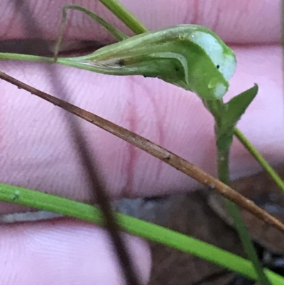 Pterostylis pedoglossa (Prawn Greenhood) at Tasman National Park - 11 Apr 2023 by MattFox