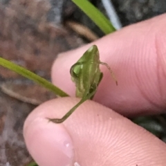 Pterostylis pedoglossa at Cape Pillar, TAS - suppressed