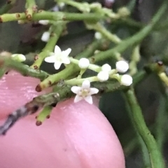 Leptomeria drupacea (Pale Currant-bush) at Cape Pillar, TAS - 10 Apr 2023 by MattFox