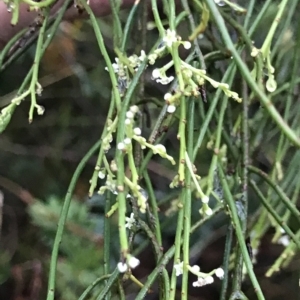 Leptomeria drupacea at Cape Pillar, TAS - 11 Apr 2023 07:16 AM