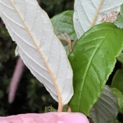 Unidentified at suppressed - 11 Apr 2023