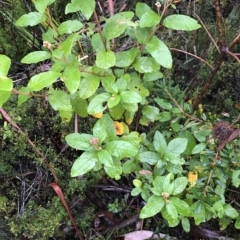 Pomaderris apetala at Cape Pillar, TAS - 11 Apr 2023 07:13 AM