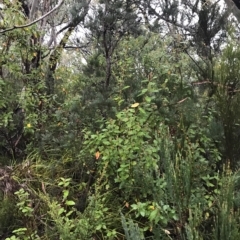 Pomaderris apetala at Cape Pillar, TAS - 11 Apr 2023 07:13 AM