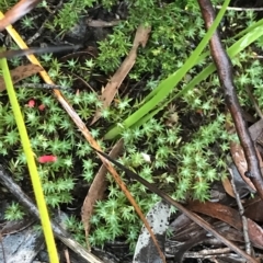 Styphelia humifusum at Cape Pillar, TAS - 11 Apr 2023 07:11 AM