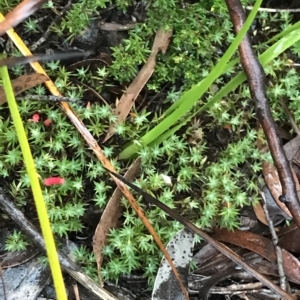 Styphelia humifusum at Cape Pillar, TAS - 11 Apr 2023 07:11 AM