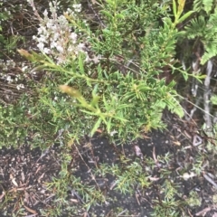Acacia verticillata at Cape Pillar, TAS - 10 Apr 2023