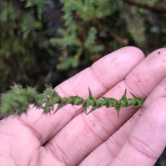 Sprengelia incarnata at Tasman National Park - 10 Apr 2023