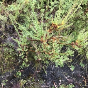 Sprengelia incarnata at Tasman National Park - suppressed